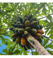 Papaya Meyve Fidanı (Tüplü) 4 ADET