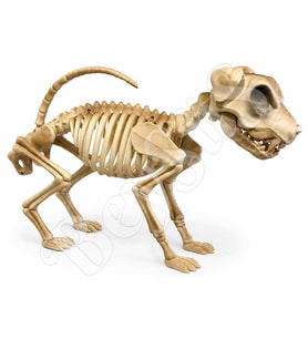 Cadılar Bayramı Korku Temalı İskelet Köpek Figürü 47cm