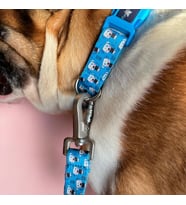 Recycled Köpek Boyun Tasması Cute L