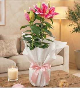 Premium Pembe Saksı Lilyum