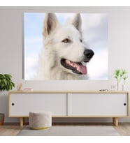 Yakın Çekim Beyaz Çoban Köpeği Dekoratif Kanvas Tablo