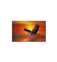 Gün Batımındaki Kartal Tablo - 106762 - 40x30 Cm