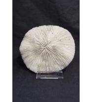 Mantar Mercan Dekoratif Parça Mushroom Coral 9DM