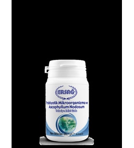 ERSAĞ PROBİYOTİK MİKROORGANİZMA VE ASCOPHYLLUM NODOSUM