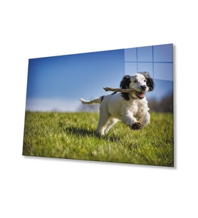 Köpek 3 Cam Tablo (Çok Renkli)