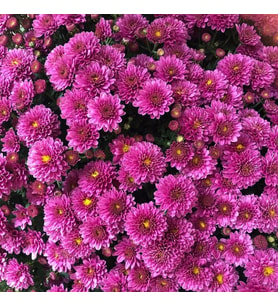 Kasımpatı Çiçeği Tohumu 1 Paket (15 Adet)