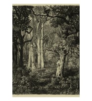 Old Oaks Tablo Ahşap Poster Dekoratif