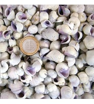Cebu Beauty Kiloluk Deniz Kabuğu (1 KG)