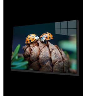 Uğur Böceği ve Yaprak Cam Tablo, Ev ve Ofis Duvar Dekoru, Hediyelik Büyük Temperli 4 mm Cam Tablo