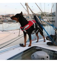 COMFY KÖPEK CAN YELEĞİ , 20-40kg, L,KIRMIZI
