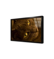 Kedi Çerçeveli Cam Tablo