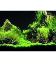 Kanki Pet KP5540035 Akvaryum Arka Fon Yapıştırma 55 x 40 CM
