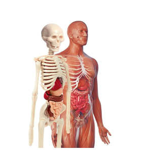 İlk Keşiflerim - İnsan Anatomisi