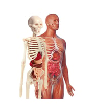 İlk Keşiflerim - İnsan Anatomisi