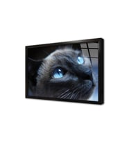 Gri Kedi Çerçeveli Cam Tablo