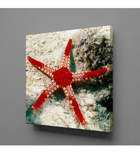 KIRMIZI DENİZ YILDIZI KANVAS TABLO 150x150cm