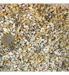 Nassa Shell Kiloluk Deniz Kabuğu (1 KG)
