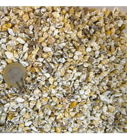 Nassa Shell Kiloluk Deniz Kabuğu (1 KG)