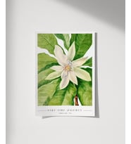 Çerçevesiz Poster Mary Vaux Walcott Umbrella Tree (Çok Renkli)