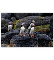 Cakapuzzle Puffin Bird Beak Rock  Puzzle Yapboz MDF (Ahşap) (120 Parça)