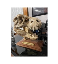 T-rex Kafatası Figür 20 cm