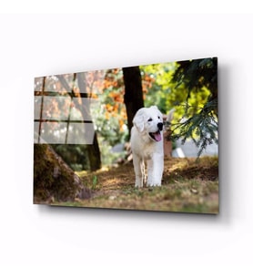 İdealizbiz Köpek Hayvan Cam Tablo 4mm Dayanıklı Temperli Cam