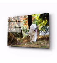 İdealizbiz Köpek Hayvan Cam Tablo 4mm Dayanıklı Temperli Cam