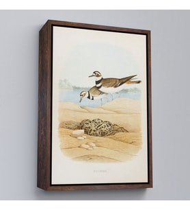 Çerçeveli Edwin L. Sheppard - Öldürücü Tablo - Killdeer (Kahverengi)