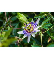 Lexroo Passiflora Çiçeği Tohumu 5+ Tohum – Çarkıfelek Çiçeği Tohumları
