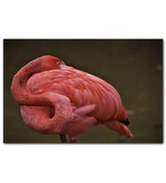 Cakatablo Kendine Sarılan Flamingo MDF Tablo