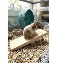 Hamster Oyuncağı Tahtıravalli - Doğal Ahşap - 20x7 cm