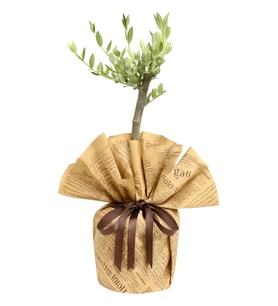 Gazete Buketli Saksıda Zeytin Ağacı Bonsai