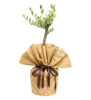 Gazete Buketli Saksıda Zeytin Ağacı Bonsai
