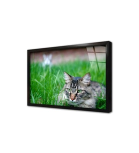 Kedi Çerçeveli Cam Tablo
