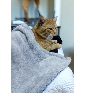 Yumuşak ve Şık 100x100 cm Açık Gri Köpek ve Kedi Battaniyesi