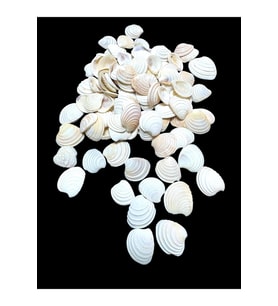 Deniz Kabukları 100 Gr NO-18-CLAMROSE2
