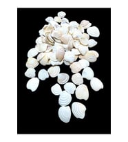 Deniz Kabukları 100 Gr NO-18-CLAMROSE2