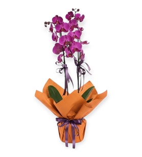 Mor Orkide Orange