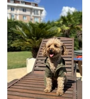 Köpek kıyafeti, Organik pamuk kumaş köpek bornozu - Haki