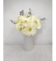 Beyaz Çizgili Polimer Vazoda Beyaz Gerbera Çiçekleri
