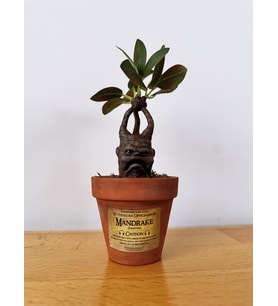 Mandrake Dekoratif Obje – El Boyaması Figür