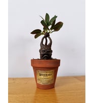 Mandrake Dekoratif Obje – El Boyaması Figür