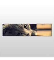 Kedi Kanvas Tablo 60x20cm (Karışık)