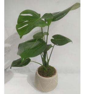 Geometrik Çizgi Desenli Saksıda Monstera