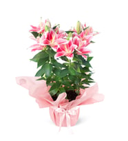 Pembe Buket Kağıtlı  Pembe Lilyum