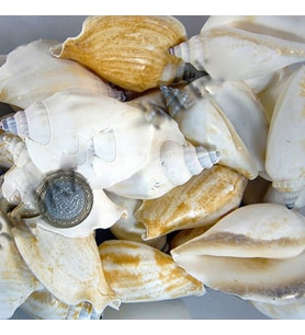 Strombus Epidormis Kiloluk Deniz Kabuğu (1 KG)