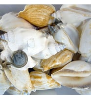 Strombus Epidormis Kiloluk Deniz Kabuğu (1 KG)