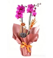 BUKET KAGIDINDA ORKİDE TASARIM