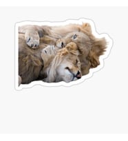 Aslan Ailesi Araba Oto Sticker Yapıştırma Etiket 17CM q7