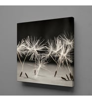 KARAHİNDİBA ÇİÇEĞİ KANVAS TABLO 200x200cm